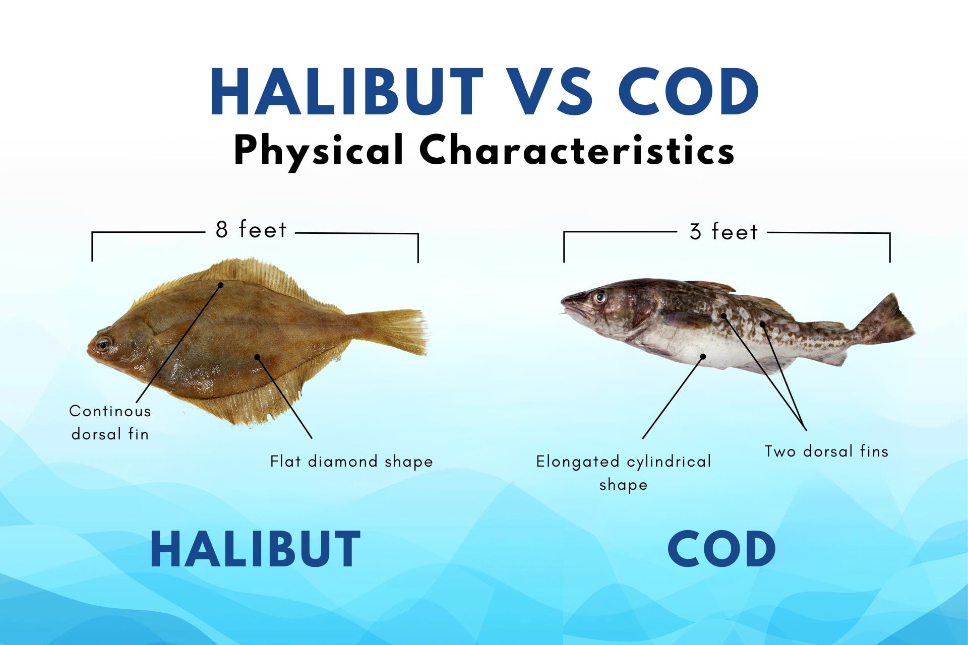 halibut olympia vs regular halibut (learn the differences between these two types of fish)