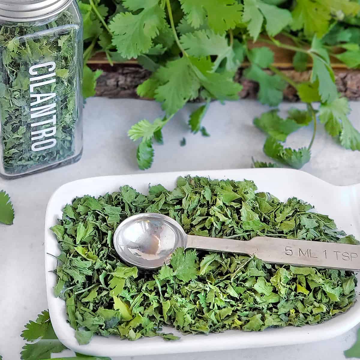 Best Ways to Dry Cilantro: Keep it Fresh and Flavorful