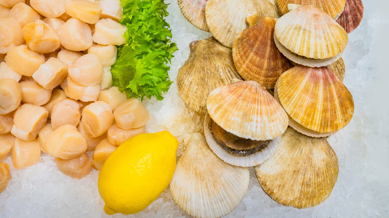 Japanese Scallops vs. Alaska Scallops: Whats the Difference?