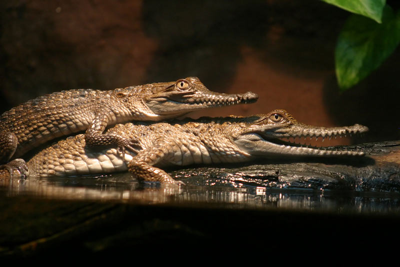 Sexual Alligator: Mating Calls and Reproduction Habits