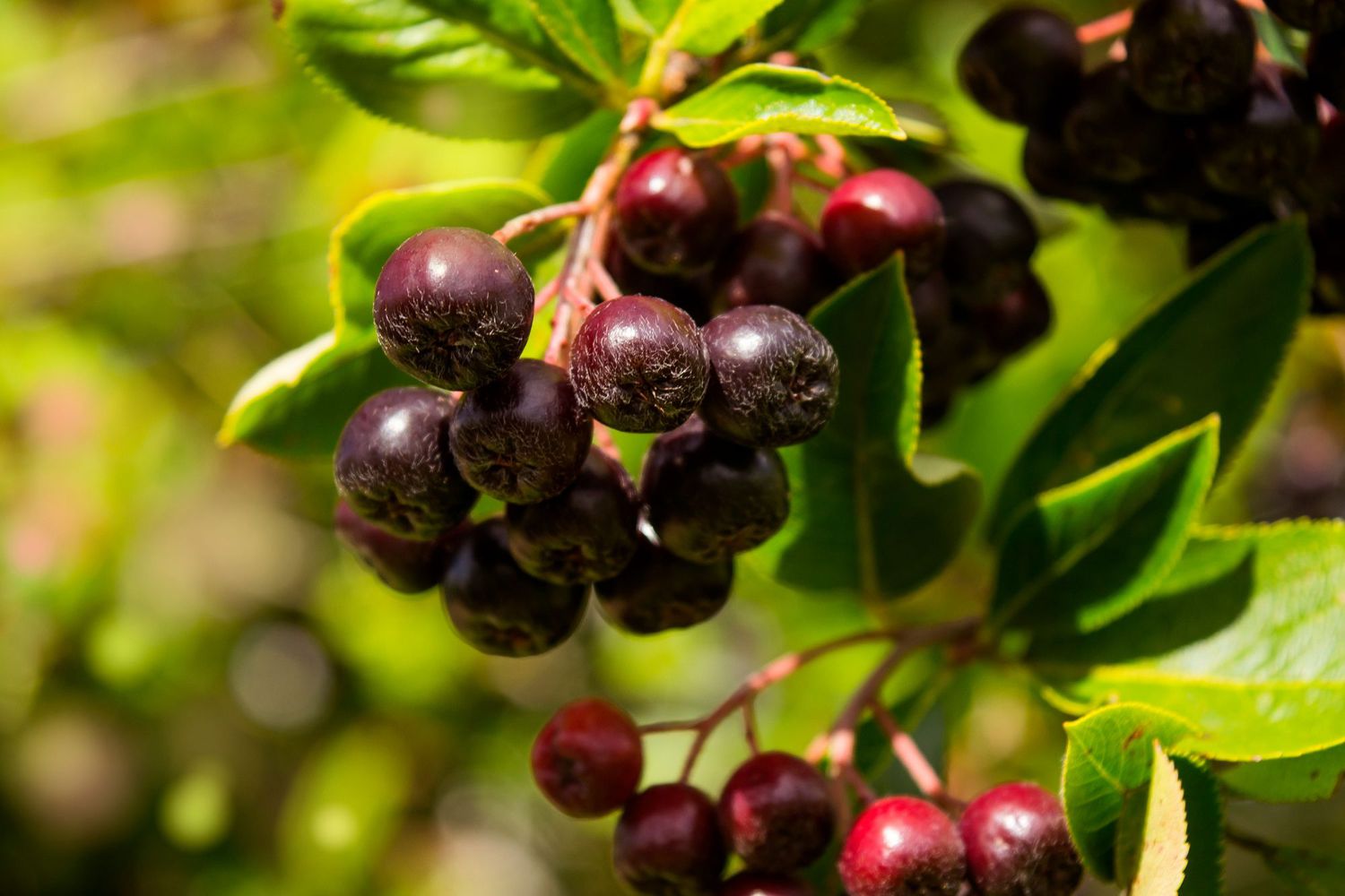 Curious About Flavor? Lets Explore What Do Huckleberries Taste Like