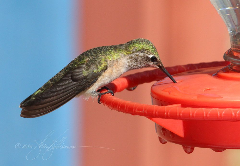 Hummingbird Drink Guide: Feeding Hummingbirds the Right Way