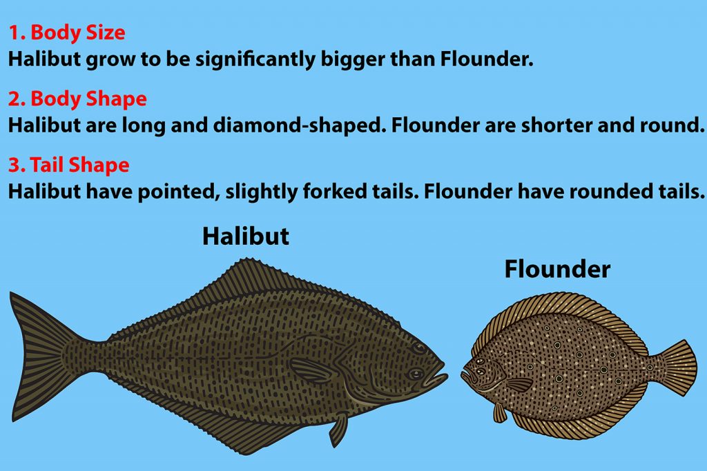 halibut olympia vs regular halibut (learn the differences between these two types of fish)