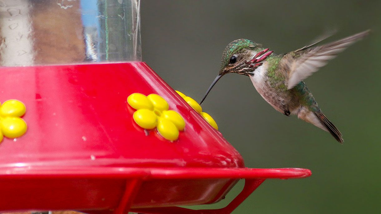 Hummingbird Drink Guide: Feeding Hummingbirds the Right Way