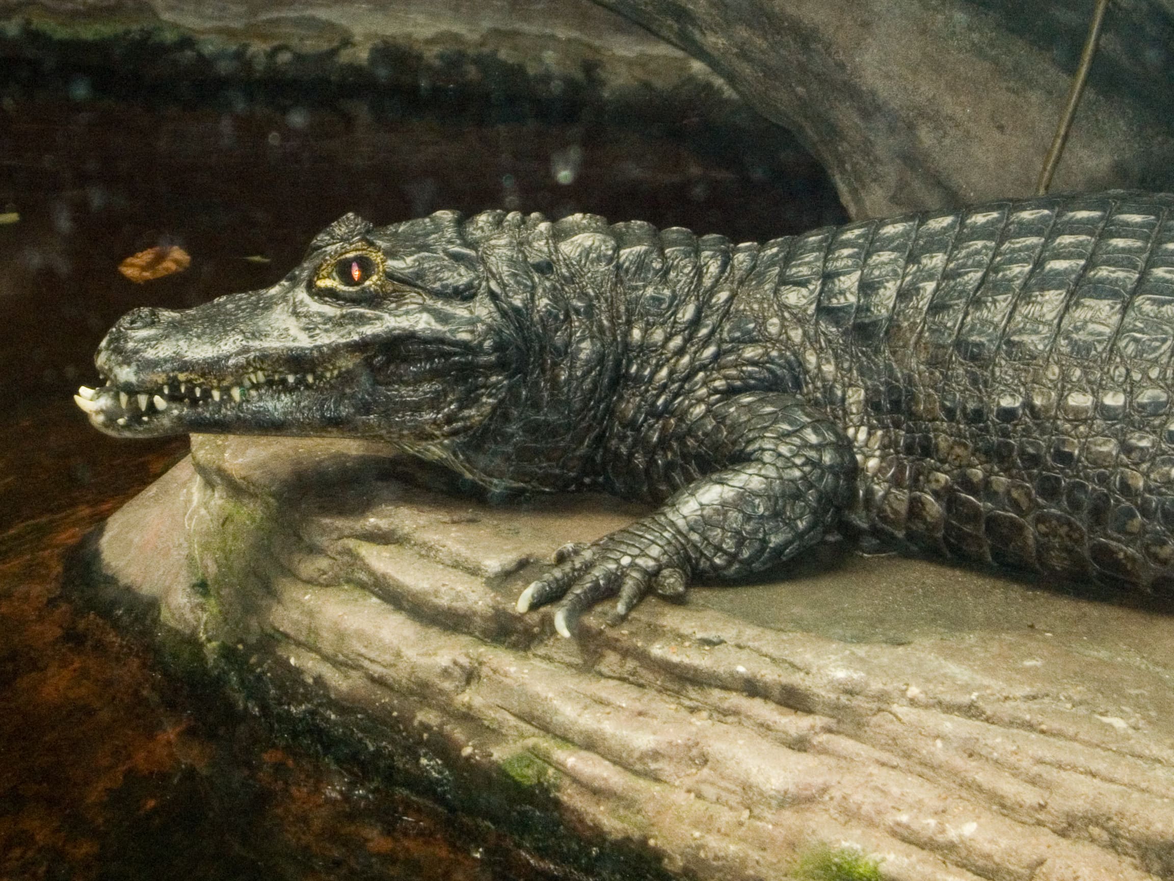 Sex With An Alligator: The Truth Behind the Urban Legend