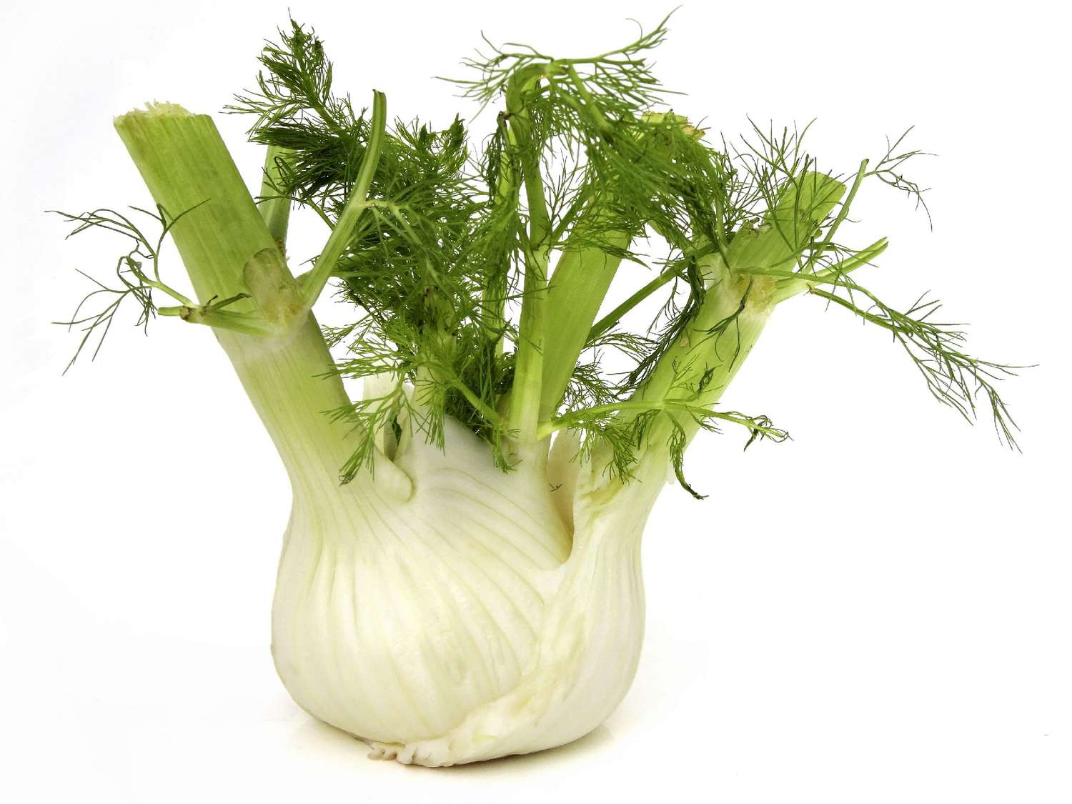 What to Use Instead of Fennel? The Best Substitute for Fennel Bulb is Here!